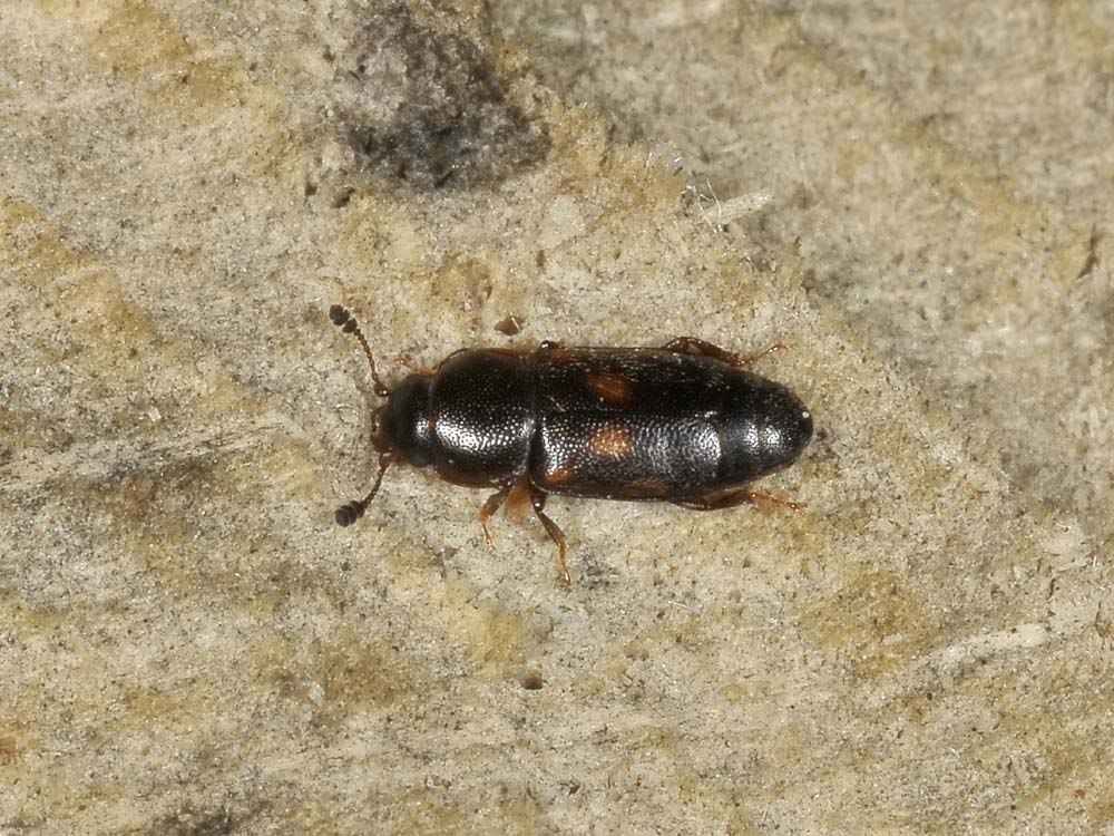 Carpophilus cfr. sexpustulatus